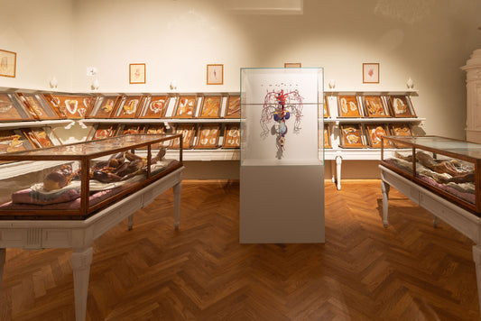 Anatomie in Maschen. Medizinhistorisches Museum Wien