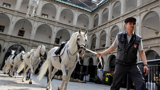 Spanische Hofreitschule. Tradition seit 1565